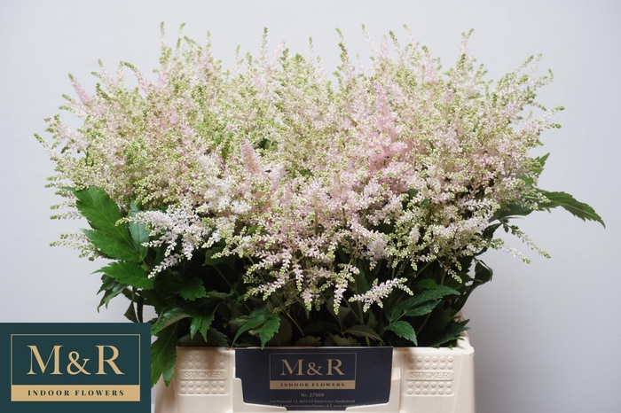 <h4>ASTIL JA EUROPA</h4>