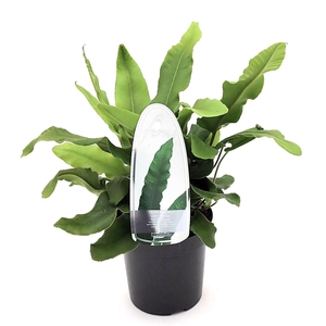 Asplenium scolopendrium