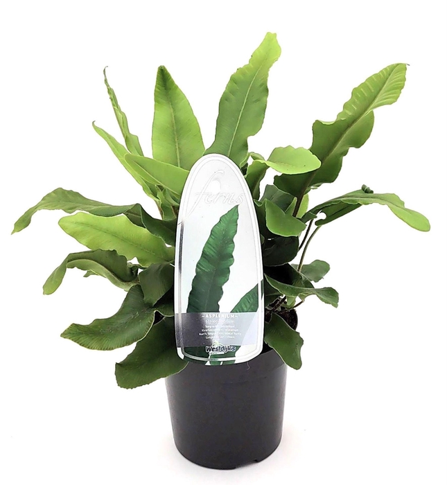 <h4>Asplenium scolopendrium</h4>