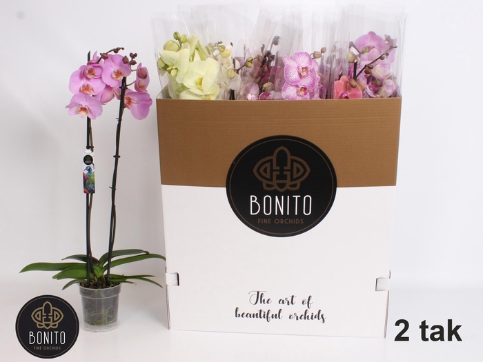 <h4>PHAL GEM 7 KL</h4>