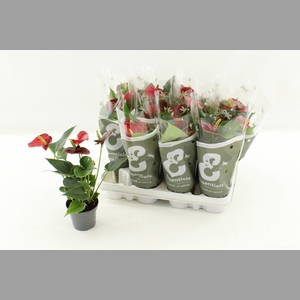 ANTHU AN SUCCESS RED