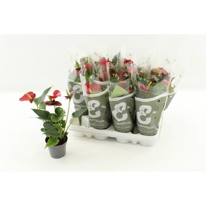 ANTHU AN SUCCESS RED