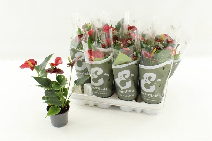 <h4>ANTHU AN SUCCESS RED</h4>