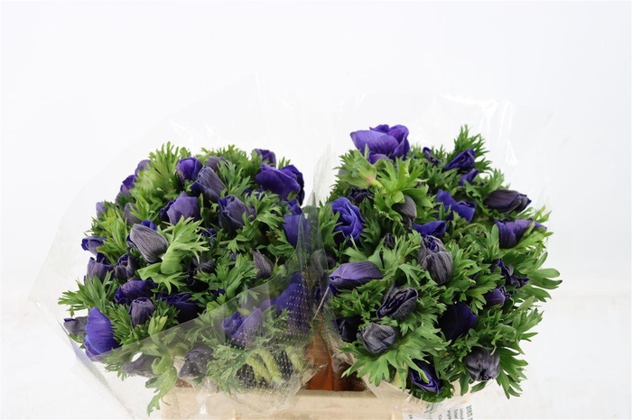 <h4>Anem Marianne Blue</h4>