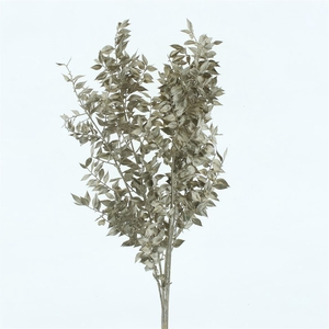 Pres Ruscus Platina (5 Stems P Bunch)