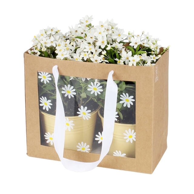 <h4>Bag Daisies 24x11xH20cm brown 20/bag</h4>