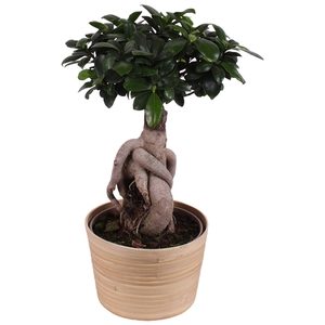 Ficus m. Ginseng Ball Shape Ø18cm in Ø19cm Ceramic NT465