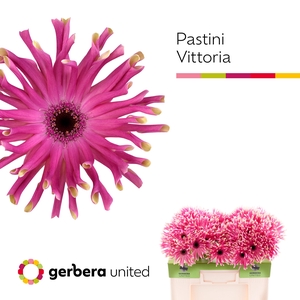 Gerbera Pastini Vittoria Water