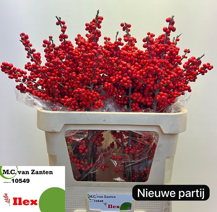 <h4>ILEX VE RODE BES</h4>