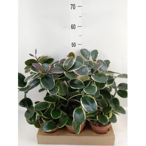 Hoya australis 'Blondie'