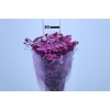 ACHILLEA MILLEFOLIUM PINK TINTURADA 060 CM