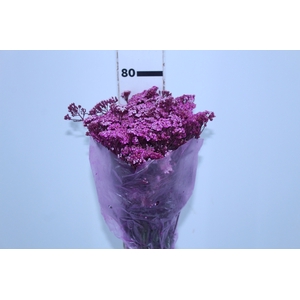 ACHILLEA MILLEFOLIUM PINK TINTURADA 060 CM