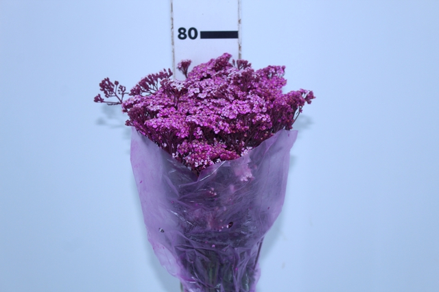 <h4>ACHILLEA MILLEFOLIUM PINK TINTURADA 060 CM</h4>