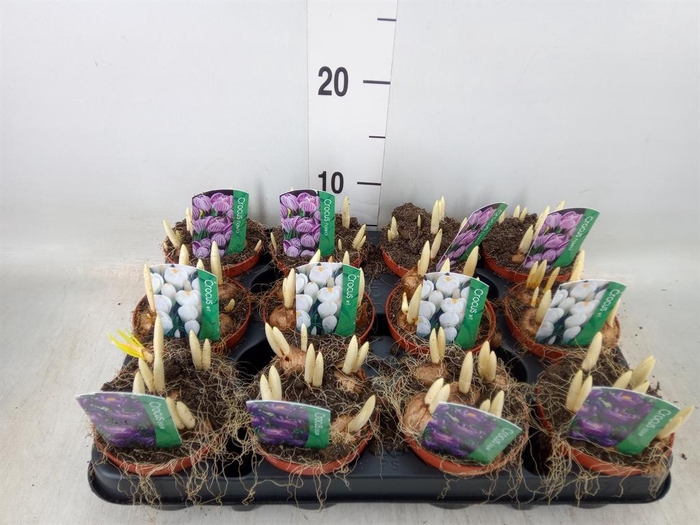 <h4>Crocus   ...in pot</h4>