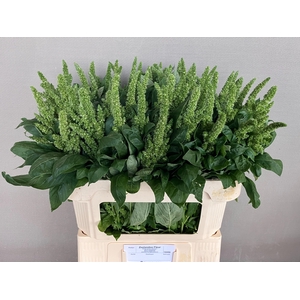 AMAR GREEN THUMB