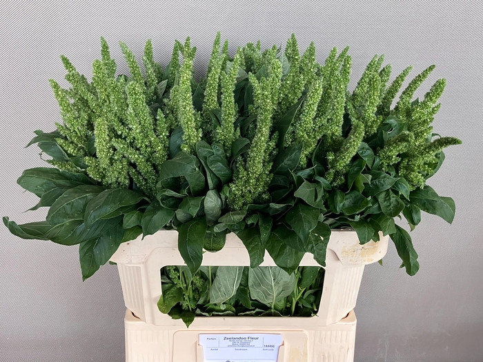 <h4>AMAR GREEN THUMB</h4>