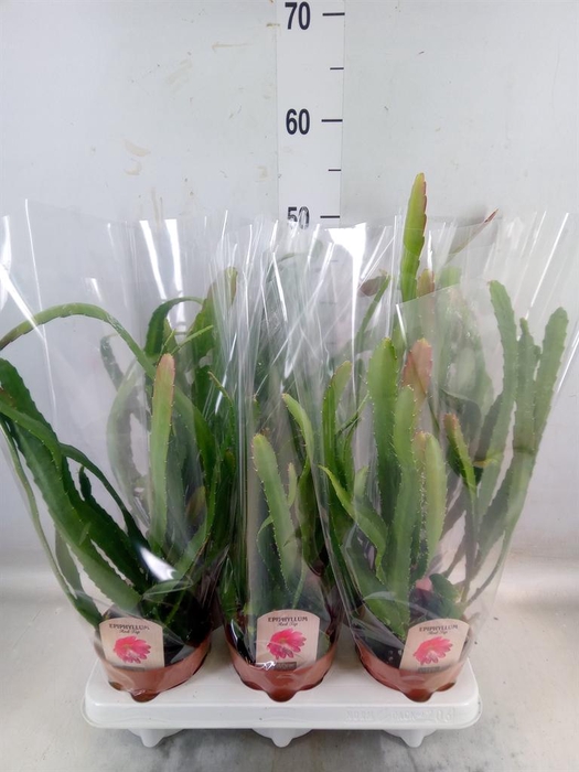 <h4>Epiphyllum   ...</h4>