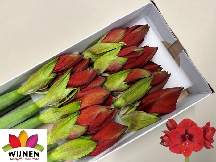 <h4>HIPP GA PRIMITIVO</h4>