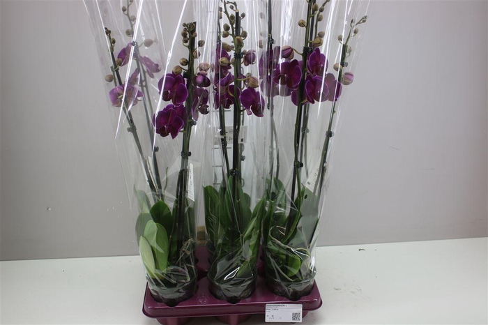 <h4>Phal Stellenbosch 2 Tak</h4>