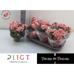 !! PROMO !! BEGONIA BORIAS P14