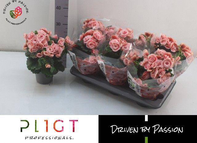 <h4>!! PROMO !! BEGONIA BORIAS P14</h4>