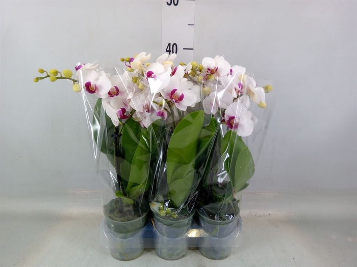 <h4>Phalaenopsis multi. 'FC Safe Haven'</h4>