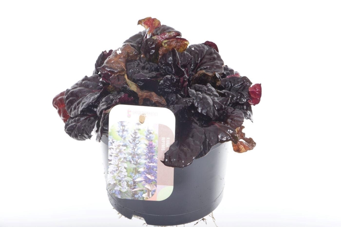 <h4>Ajuga Rep Black Scallop</h4>