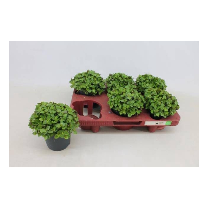 <h4>CALLISIA TURTLE</h4>