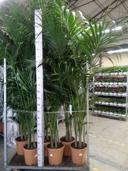 <h4>Howea forsteriana</h4>