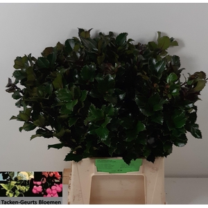 ILEX BL M BLU PRINCE