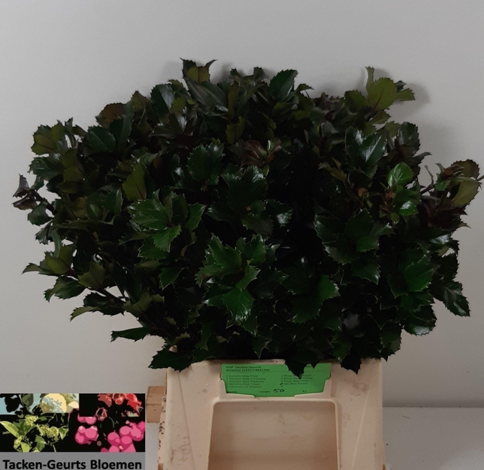 <h4>ILEX BL M BLU PRINCE</h4>