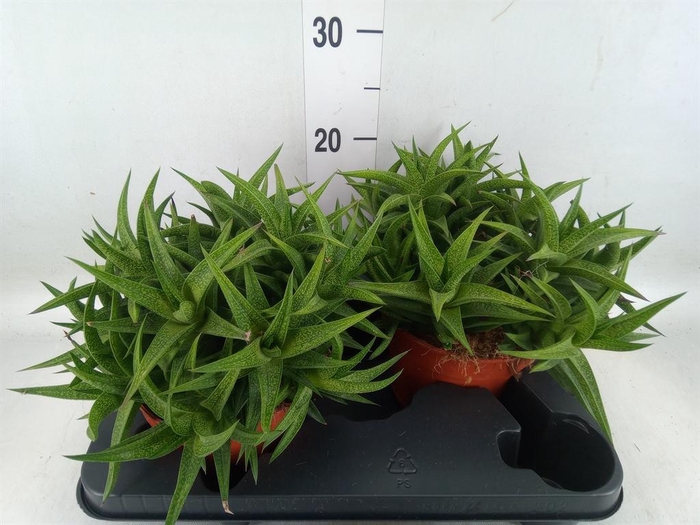 <h4>Haworthia   ...</h4>