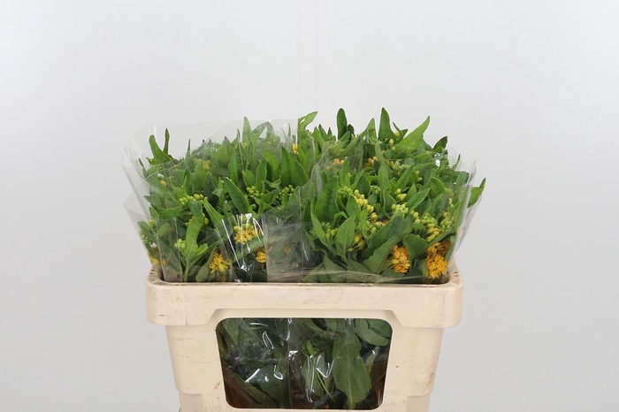 <h4>Ascl T Hello Yellow</h4>