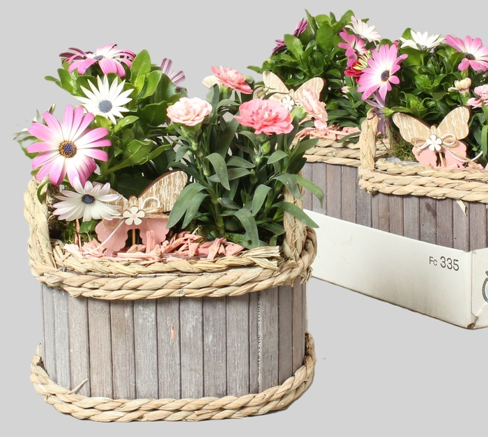 <h4>ARR TUINPLANTEN</h4>