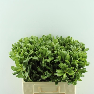 Pittosporum Ilan