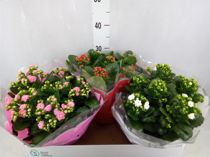 <h4>Kalanchoe blos.   ..rosebud mix  3</h4>