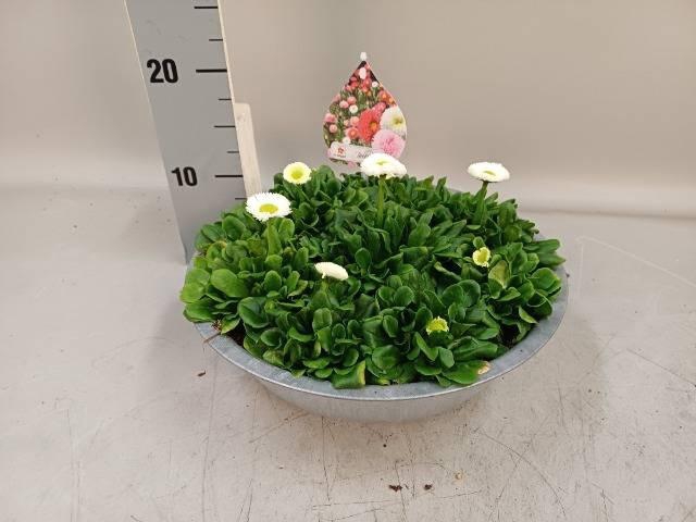 arr8 Bellis White In Zinken Schaal