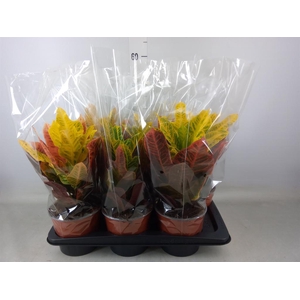 Codiaeum var. GR 'Excellent'