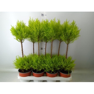 Cupressus macro. 'Goldcrest Wilma'