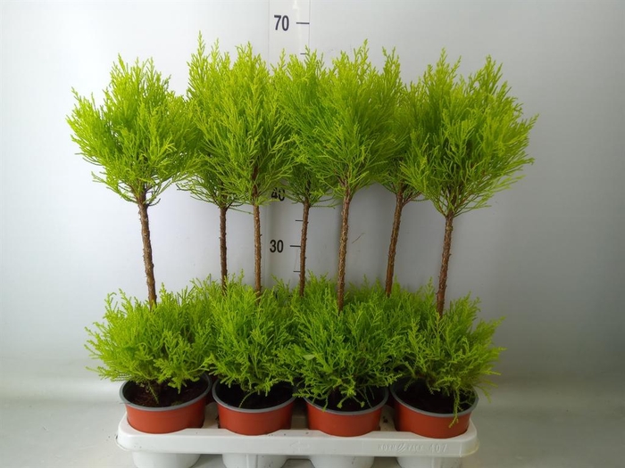 <h4>Cupressus macro. 'Goldcrest Wilma'</h4>