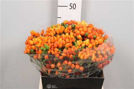 <h4>Cap Orange Candy</h4>