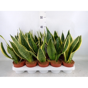 Sansevieria trifa. 'Futura Superba'