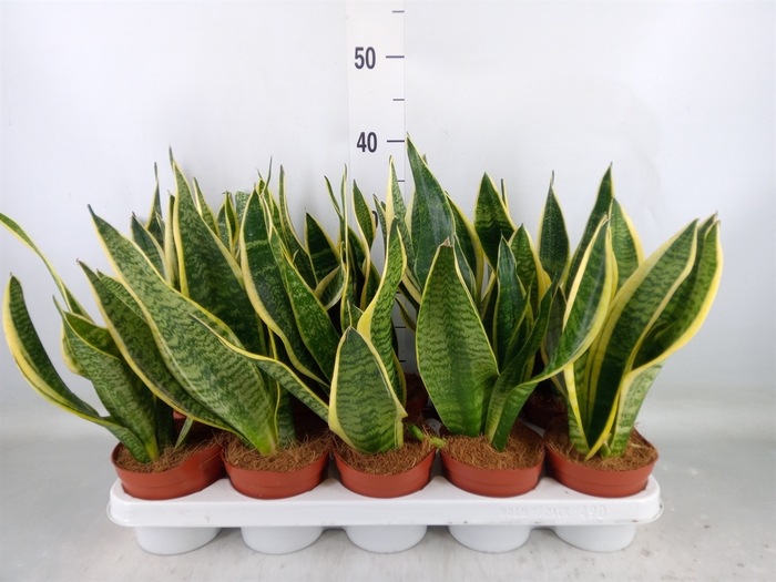 <h4>Sansevieria trifa. 'Futura Superba'</h4>