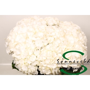 HYDR M CH WHI VERENA