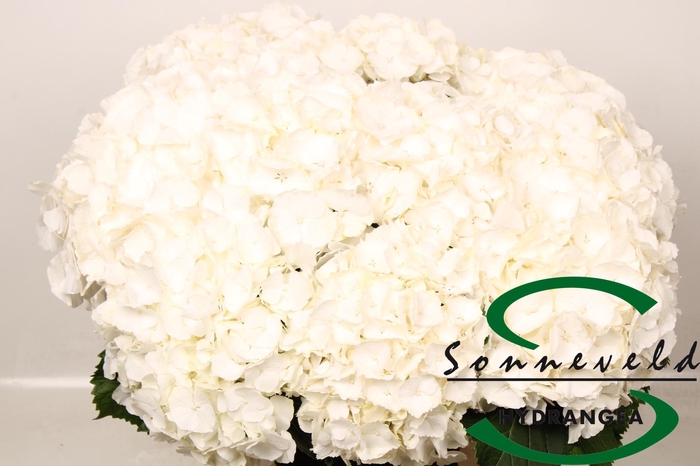 <h4>HYDR M CH WHI VERENA</h4>