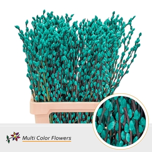 Salix Snowflake Turquoise