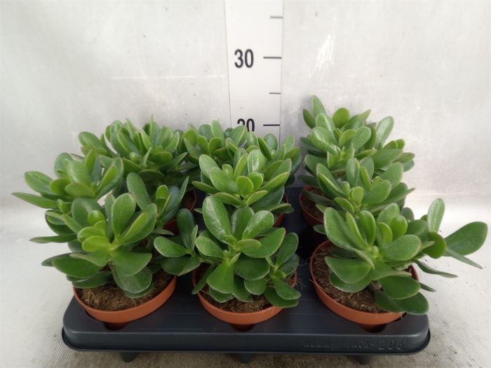 <h4>Crassula  'Magical Tree'</h4>