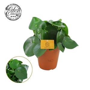 Peperomia Polybotrya 15cm