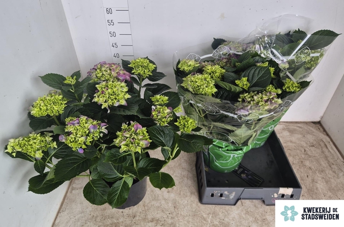 <h4>HYDR M EARLY</h4>