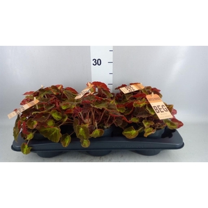 Begonia BD rex 'MagicCol Montuno'